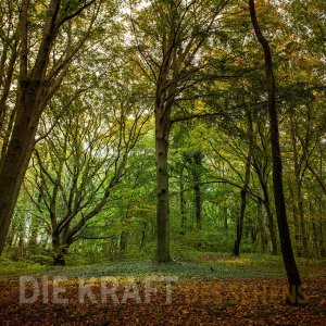 Rügen #01