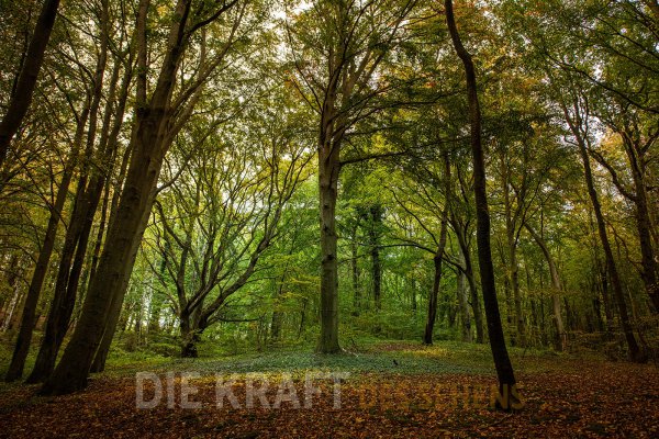 Rügen #01