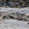 07.06.-11.06.2026 - Insel Helgoland | Die Galapagos der Nordsee – Bild 7