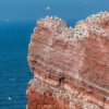 07.06.-11.06.2026 - Insel Helgoland | Die Galapagos der Nordsee – Bild 5