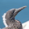07.06.-11.06.2026 - Insel Helgoland | Die Galapagos der Nordsee – Bild 4