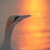 07.06.-11.06.2026 - Insel Helgoland | Die Galapagos der Nordsee – Bild 8