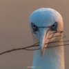 07.06.-11.06.2026 - Insel Helgoland | Die Galapagos der Nordsee – Bild 2