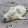 10.12. - 14.12.2025 - Insel Helgoland | Neues Leben – Bild 2