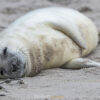 10.12. - 14.12.2025 - Insel Helgoland | Neues Leben – Bild 11