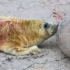 10.12. - 14.12.2025 - Insel Helgoland | Neues Leben – Bild 6