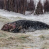 10.12. - 14.12.2025 - Insel Helgoland | Neues Leben – Bild 12