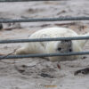 10.12. - 14.12.2025 - Insel Helgoland | Neues Leben – Bild 13