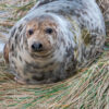 10.12. - 14.12.2025 - Insel Helgoland | Neues Leben – Bild 5