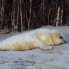 10.12. - 14.12.2025 - Insel Helgoland | Neues Leben – Bild 9