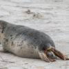 10.12. - 14.12.2025 - Insel Helgoland | Neues Leben – Bild 3
