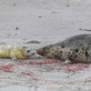 10.12. - 14.12.2025 - Insel Helgoland | Neues Leben – Bild 8