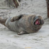 10.12. - 14.12.2025 - Insel Helgoland | Neues Leben – Bild 4