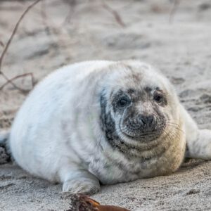 10.12. - 14.12.2025 - Insel Helgoland | Neues Leben