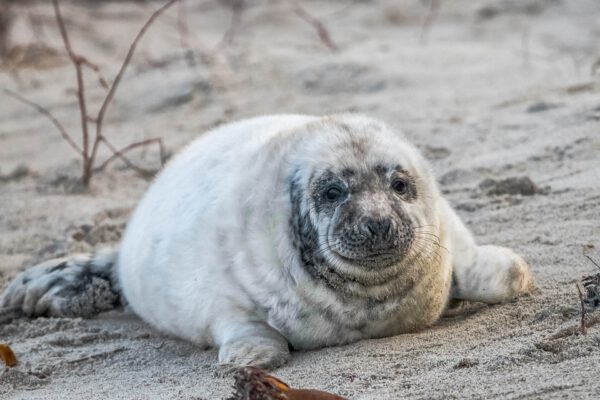 10.12. - 14.12.2025 - Insel Helgoland | Neues Leben