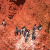 07.06.-11.06.2026 - Insel Helgoland | Die Galapagos der Nordsee – Bild 11