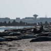 07.06.-11.06.2026 - Insel Helgoland | Die Galapagos der Nordsee – Bild 13