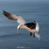 07.06.-11.06.2026 - Insel Helgoland | Die Galapagos der Nordsee – Bild 10